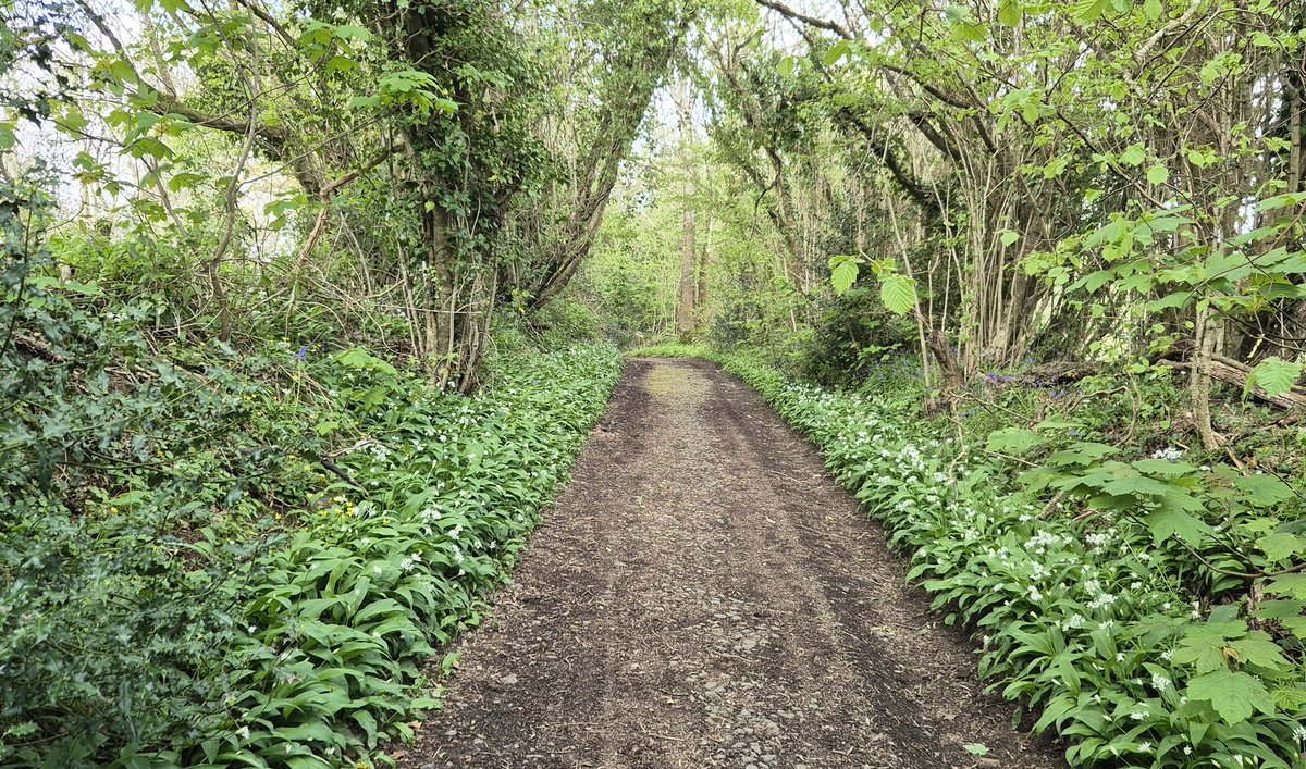 Ozymandiasdust's tweet image. Wild garlic lane... 😊 #Devon