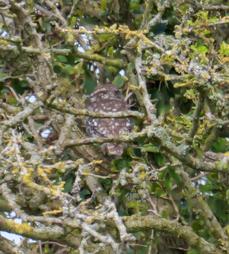nickyperry82's tweet image. Had to pull over the car on the way back from #birding today when I spotted this little owl on a house roof. Just managed to get the camera for a quick snap before it made off.

#Twitternaturecommunity
@RareBirdAlertUK 
#birdwatching @RSPBbirders