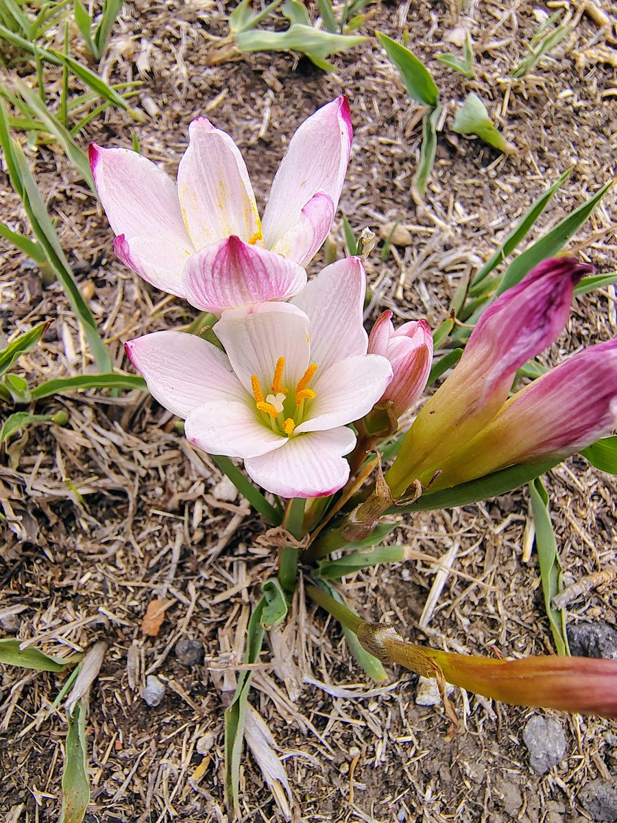 chivirin tweet media