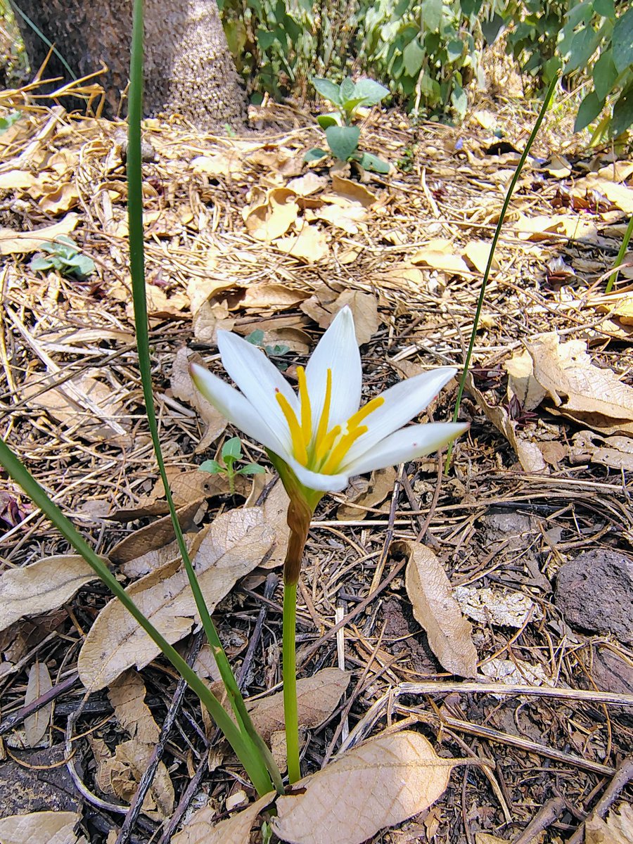 chivirin tweet media