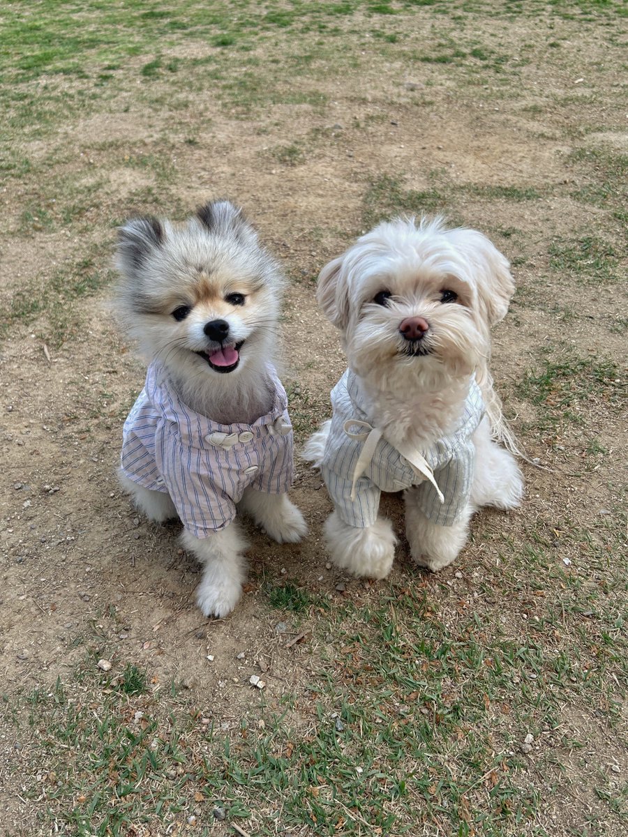 eatafig's tweet photo. 너무 귀여운 오트와 친구들 https://t.co/ACuSo5anBS
