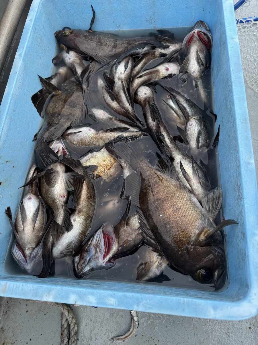 🐟️フィッシングガイド勝栄丸🎣🚢 tweet media