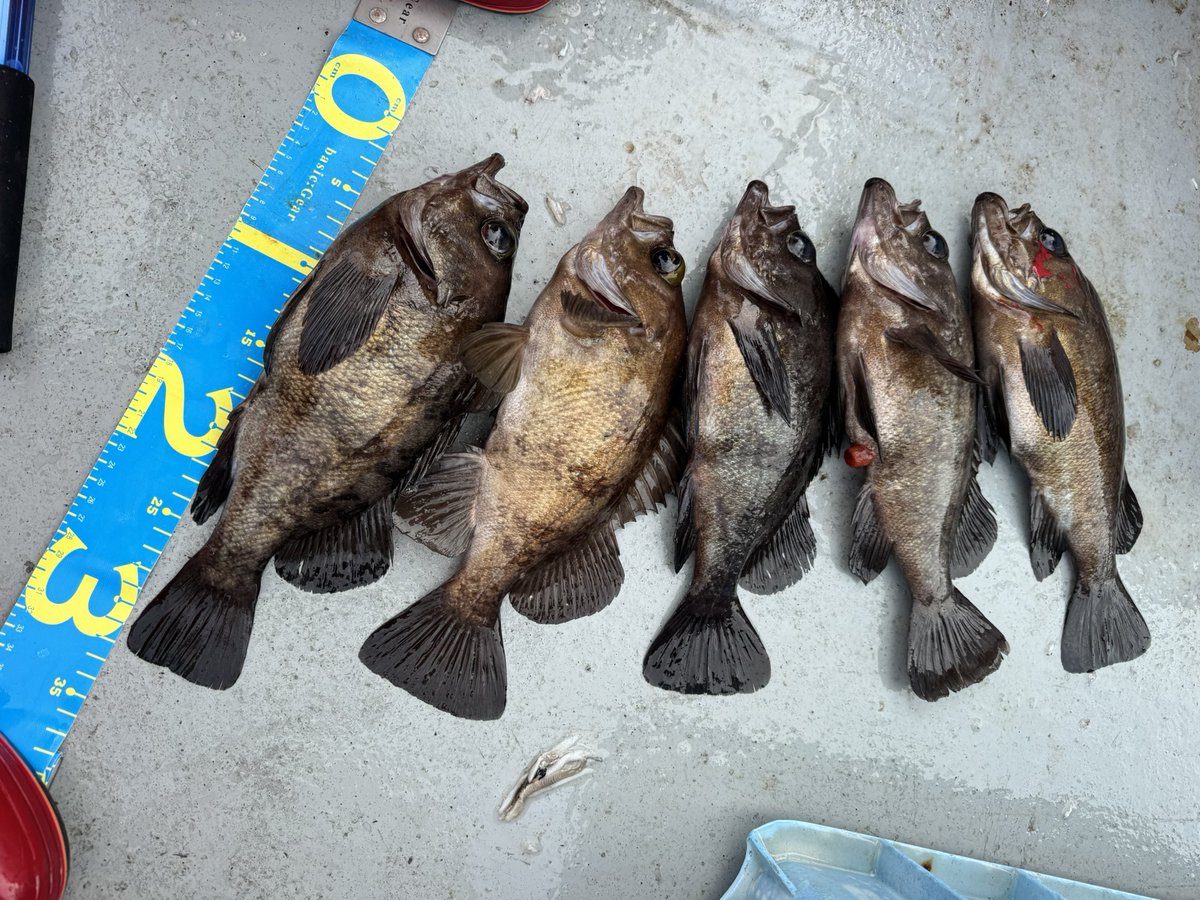 🐟️フィッシングガイド勝栄丸🎣🚢 tweet media