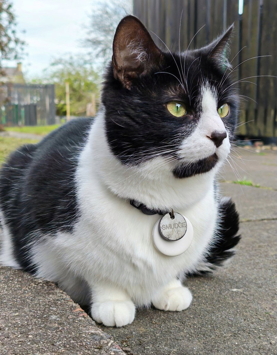 KevinandSmudge's tweet image. Dear @SusanCalman, my name is Smudge.  My brofur Kevin found me abandoned and brought me home.  He was your #CatOfTheDay on 1st February 2021, before I was even born, and he never shuts up about it - it would be nice to get even!
Yours sincerely,
Smudge (aged nearly three).