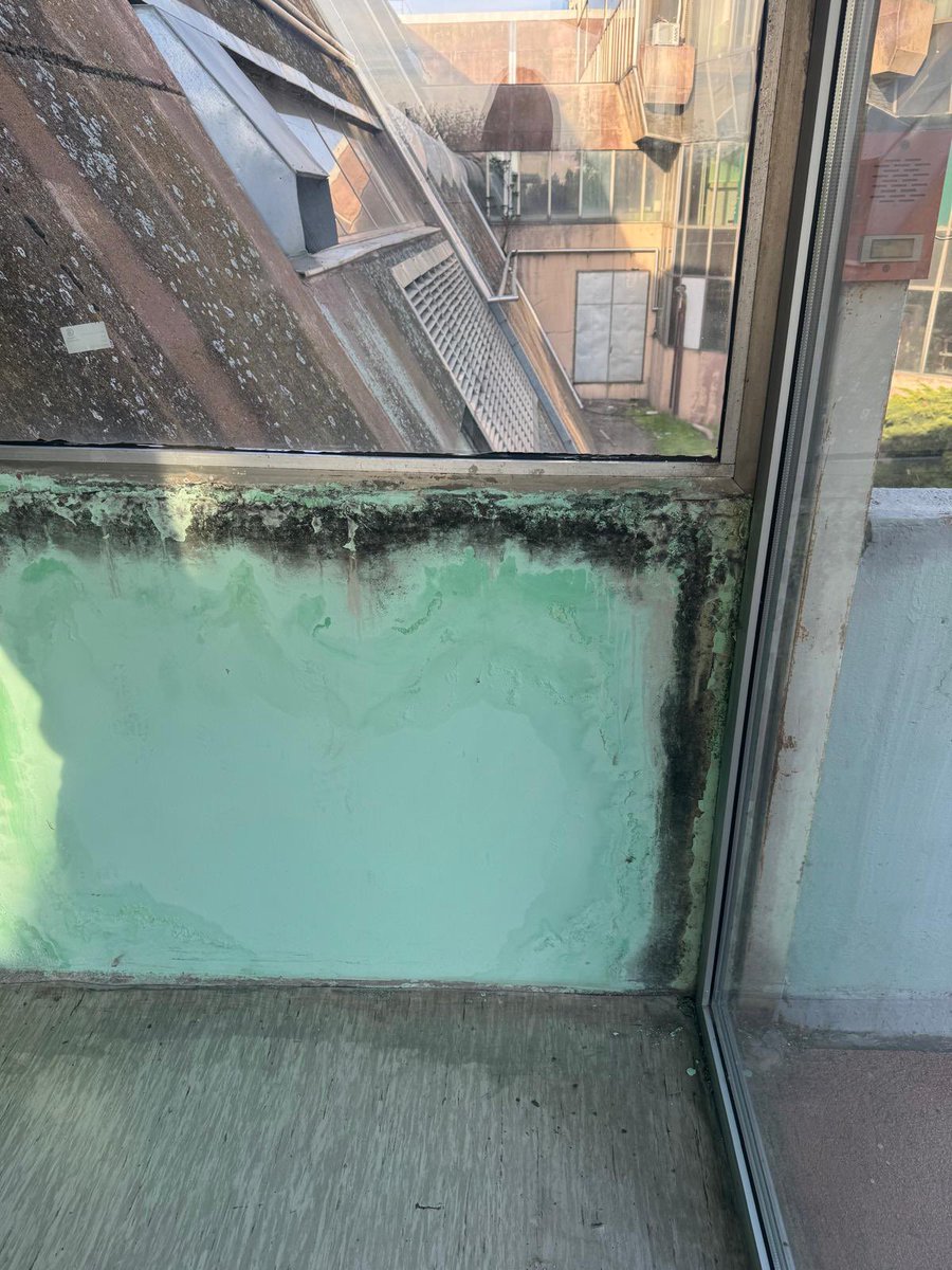 alteя еgo tweet media