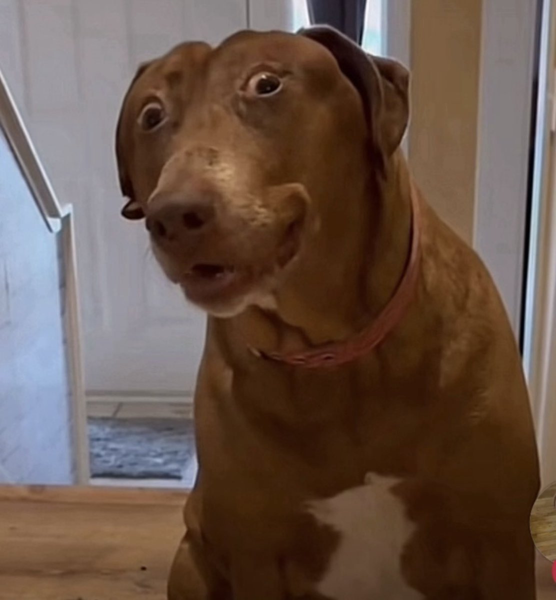 Nyagoat is gleefully optimistic. tweet media