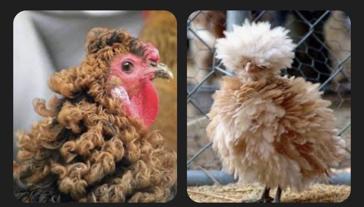 i like beans tweet media