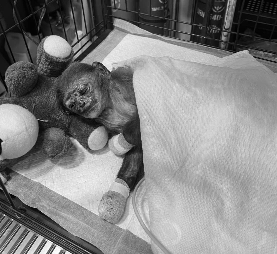 “เจ้าสงกรานต์” ค่างแว่นถิ่นใต้ตัวน้อย... ที่จากไปอย่างสงบเมื่อวันที่ 19 เม.ย. 69 หลังทีมสัตวแพทย์ยื้อชีวิตอย่างสุดความสามารถจากการถูกไฟฟ้าช็อต แม้จะได้รับการดูแลอย่างใกล้ชิดแต่เกิดภาวะแทรกซ้อน (ไตวาย)  🕊️💔 #เจ้าสงกรานต์ #ค่างแว่นถิ่นใต้