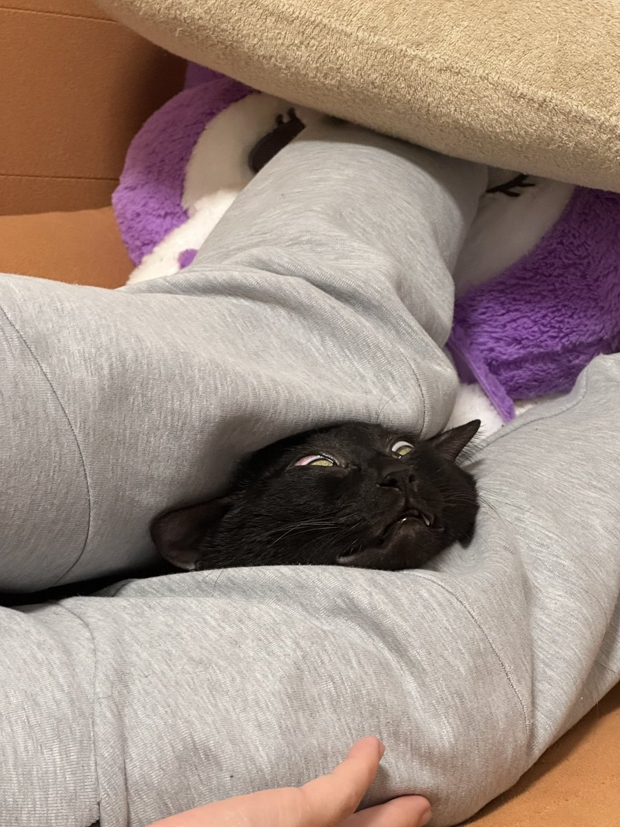 はてん tweet media