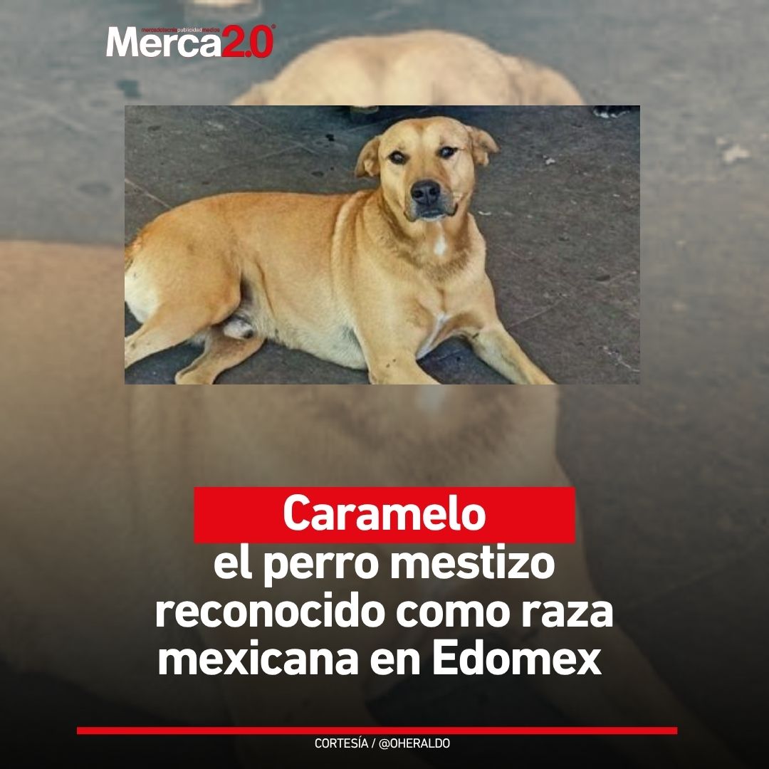 Merca2.0 tweet media