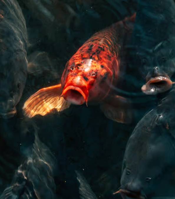 Dexerto's tweet image. ‘Zombie fish’ have been spotted in Lake Superior 

An investigation has been launched to determine the cause of the emaciated fish