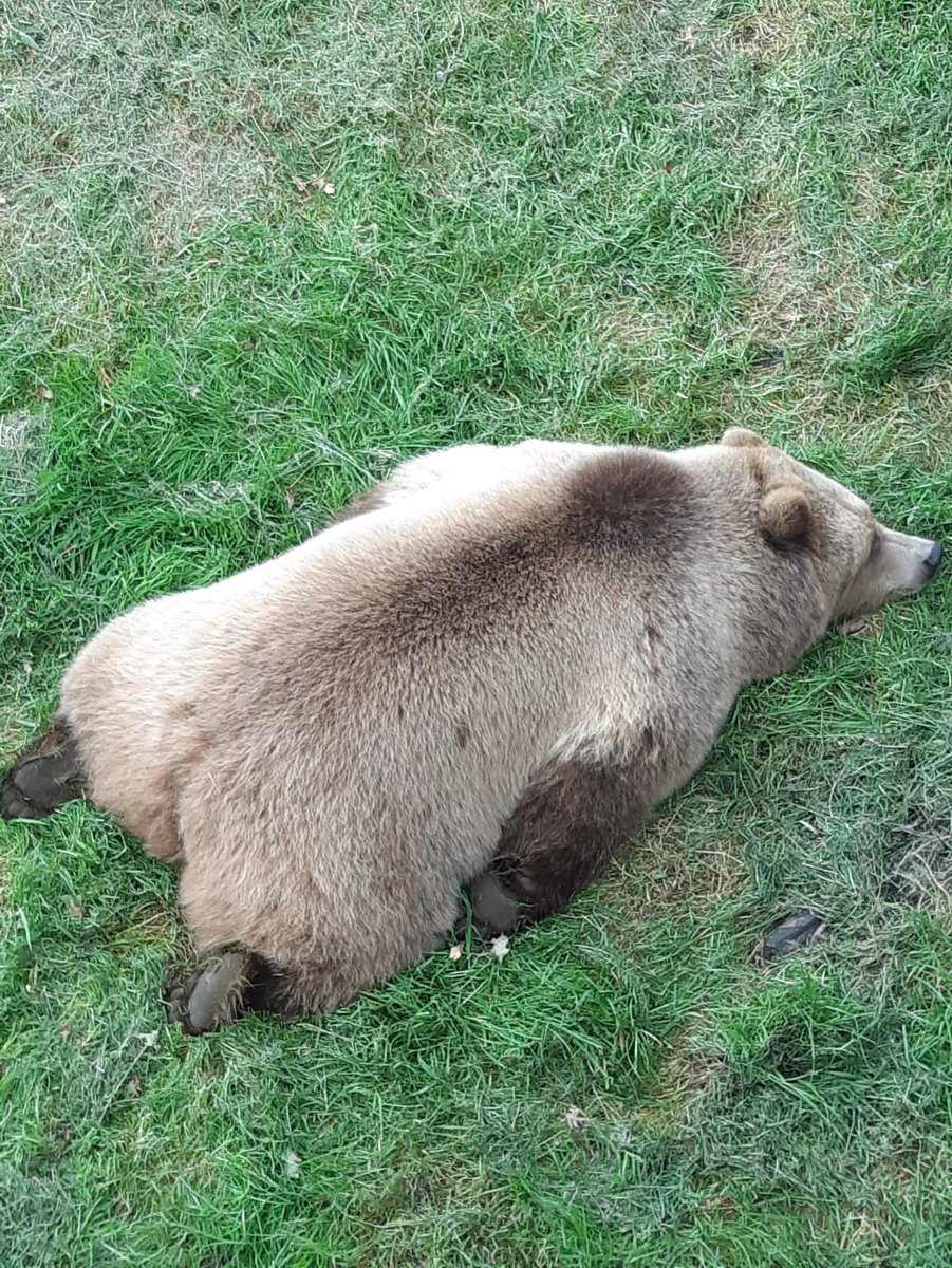 horse dentist tweet media