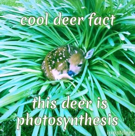 Deer in Places they Shouldn't Be (@deershouldnt) on Twitter photo 