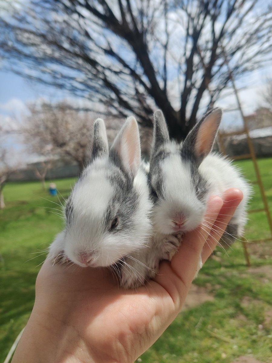 haticeeguull's tweet photo. 🤍🐇🐰 https://t.co/ptbd5dEE0U