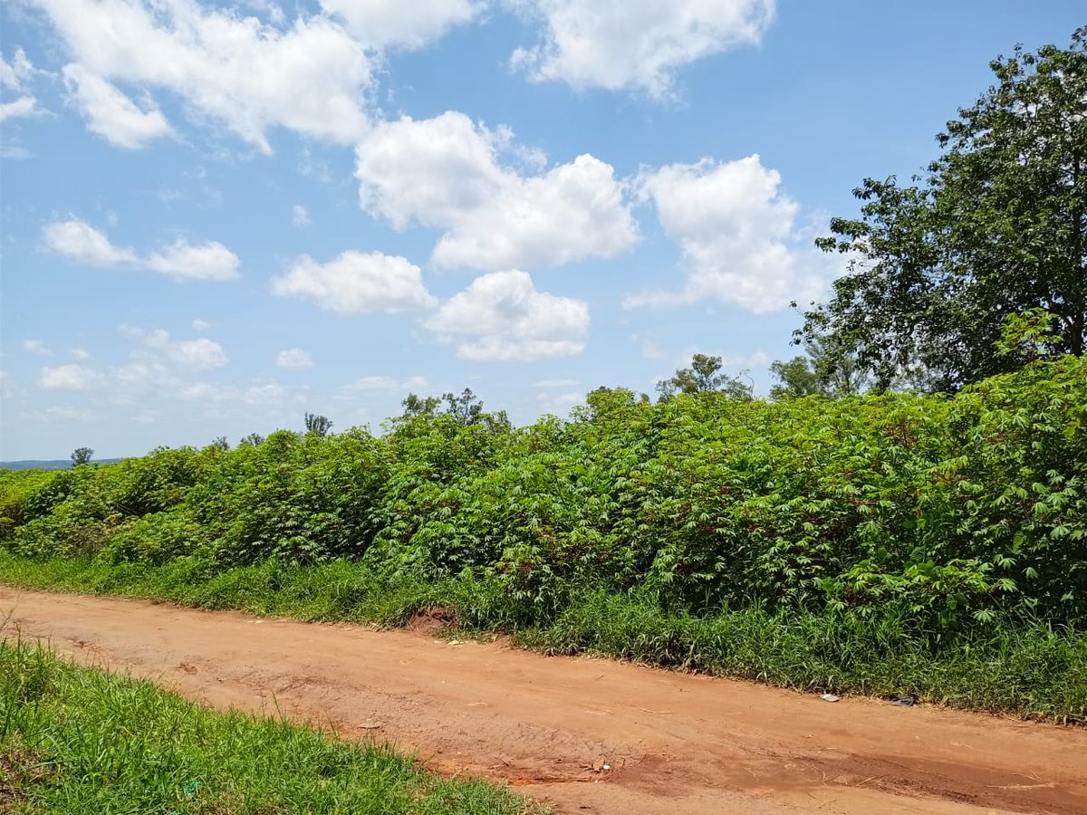 shslacor's tweet photo. On the Farm... https://t.co/ikQLQM8jcb