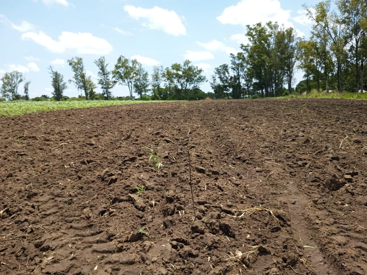 shslacor's tweet photo. On the Farm... https://t.co/ikQLQM8jcb