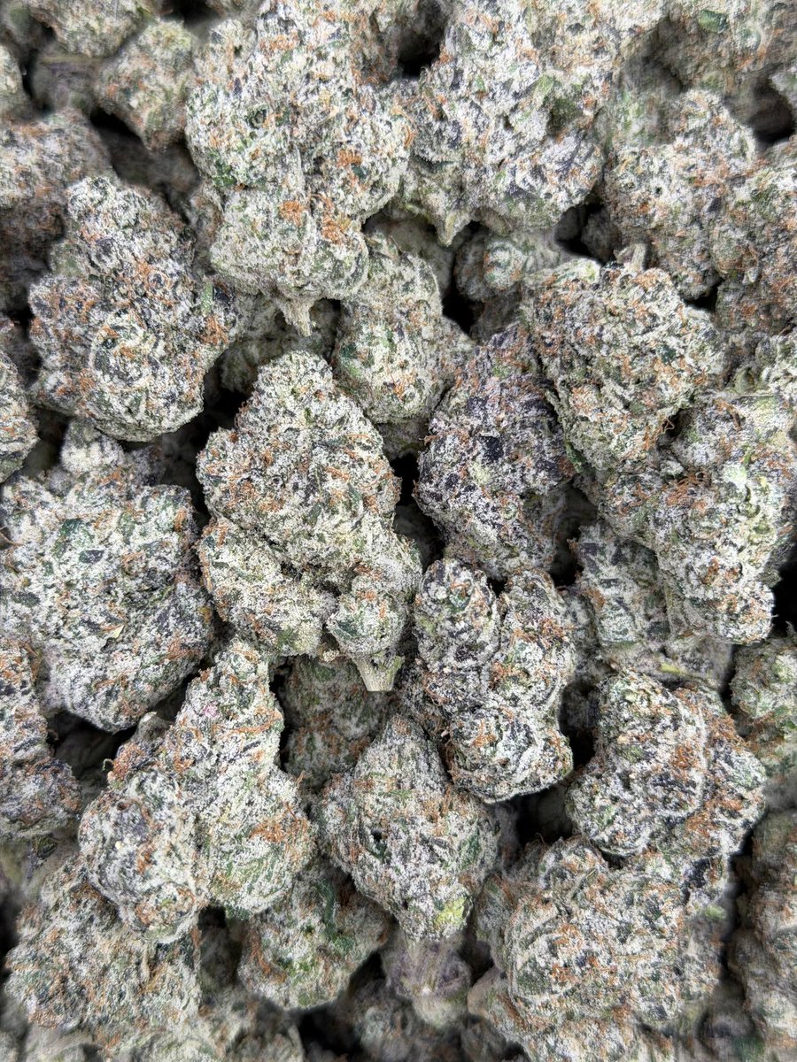 BambooMane's tweet photo. Houston  TX WEED PLUG  // EXOTIC ZA  
HTX/KATY  🎂 🦒
3.5/35 7/60 28/200
2zips/300 
QPS/475  HPS/875
#houstontexas #downtownhouston #weed #texas #houstonza #houstonzaza #houstonplug #plug #houstonmeets #houstonmeetups #htown #Mainst #htxweed #KatyTexas #katytx #htx #southhtx https://t.co/qjvkEEe5Yo