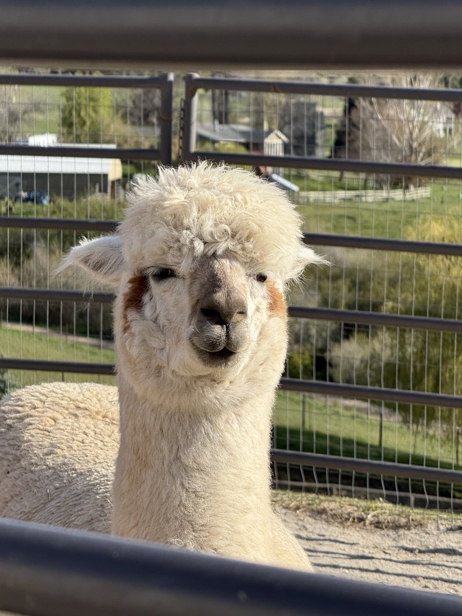 yellowpineadam's tweet image. Getting ready for our 🦙 #alpaca