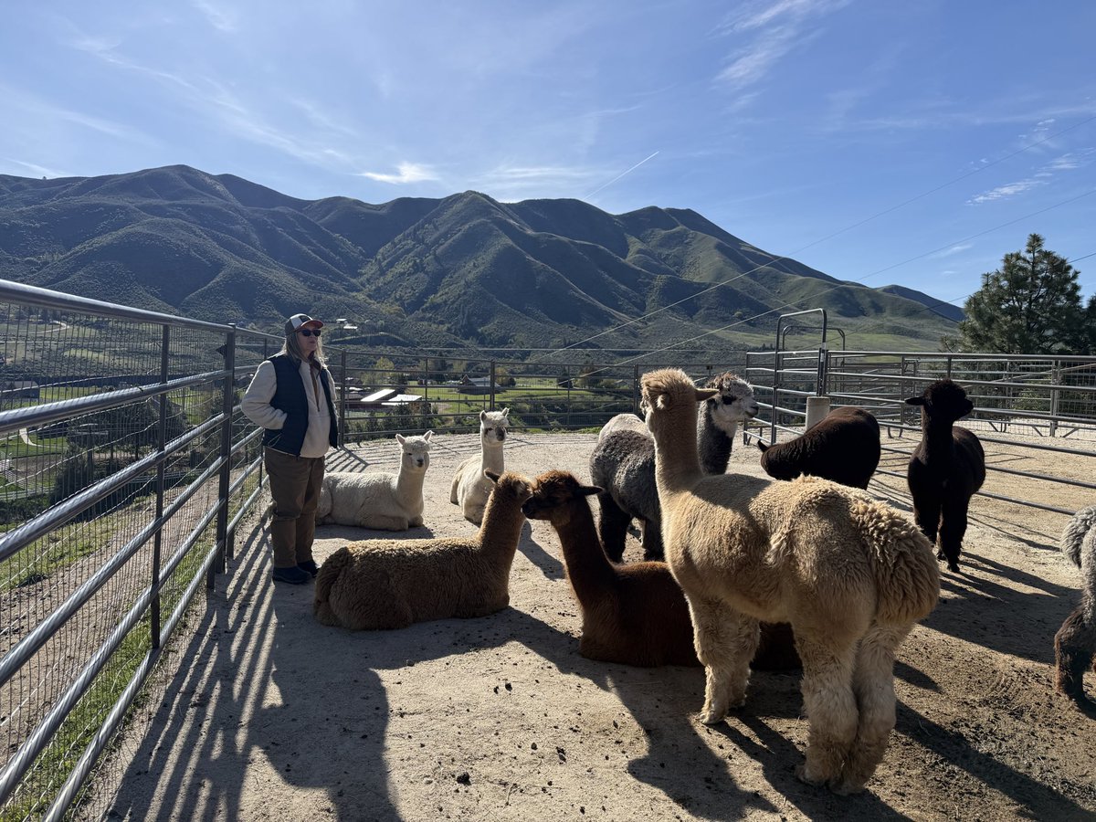 yellowpineadam's tweet image. Getting ready for our 🦙 #alpaca