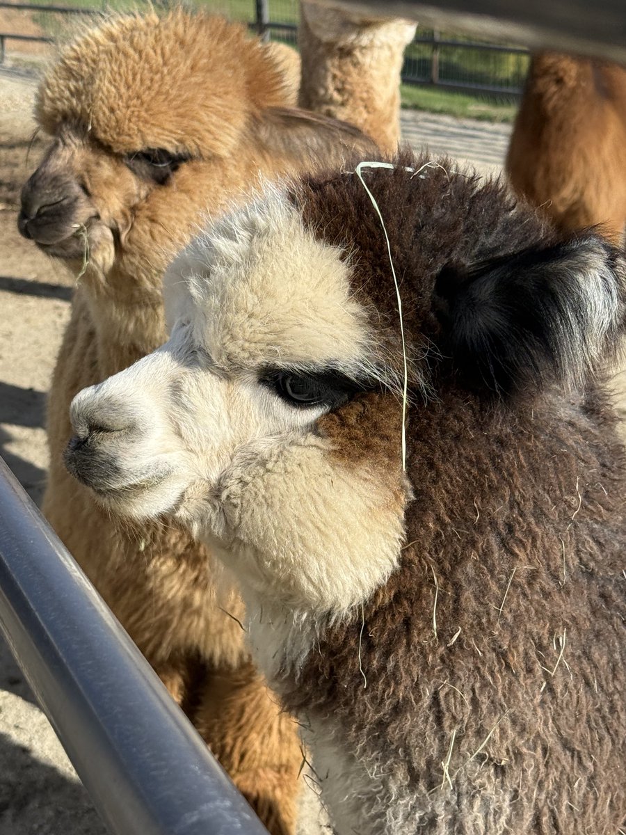 yellowpineadam's tweet image. Getting ready for our 🦙 #alpaca