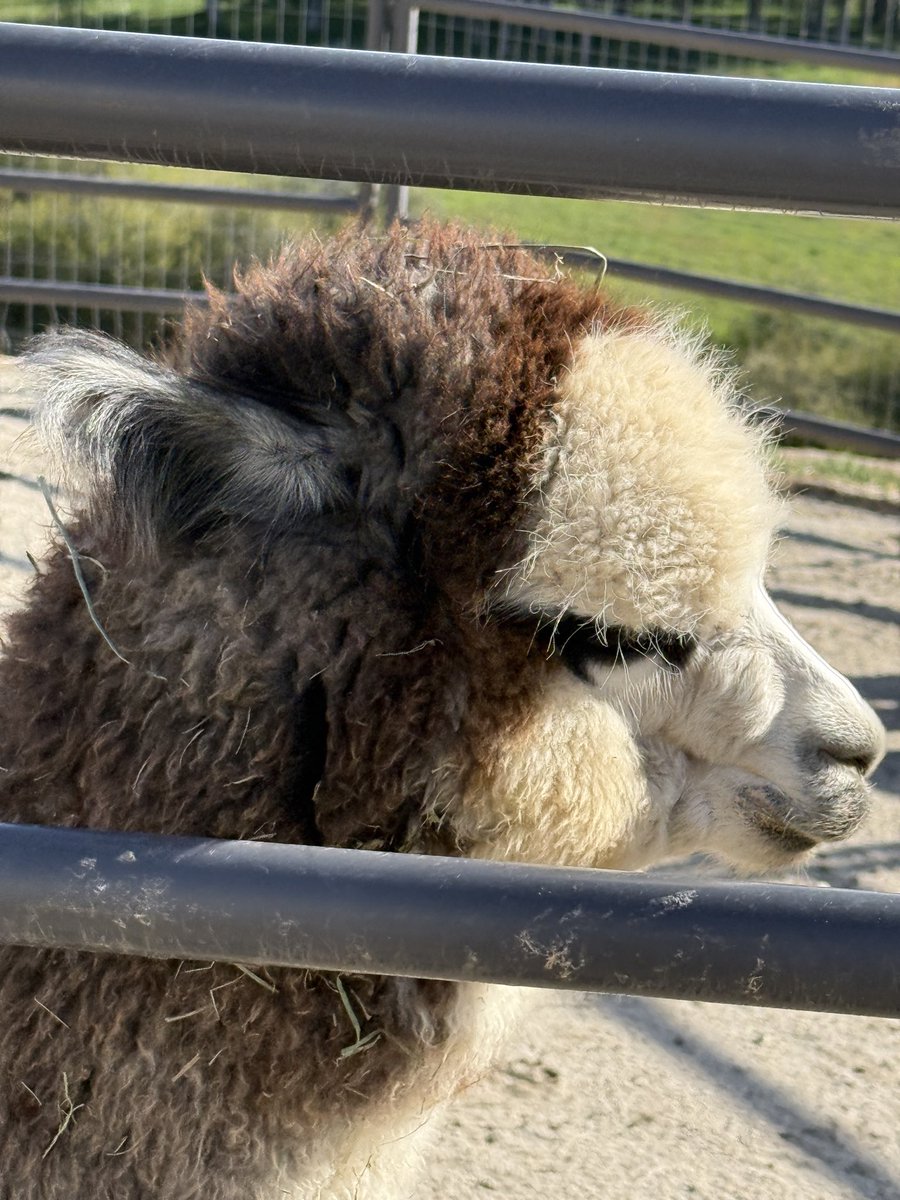 yellowpineadam's tweet image. Getting ready for our 🦙 #alpaca