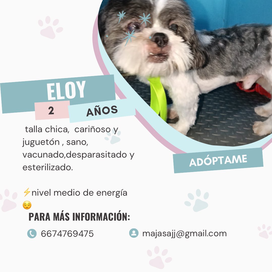 RescatDog's tweet photo. ¡Mira el video de Majorescatando! #TikTok https://t.co/1TpewRSqAc #AdoptaSalvaUnaVida #culiacan https://t.co/9cxQPt12M2