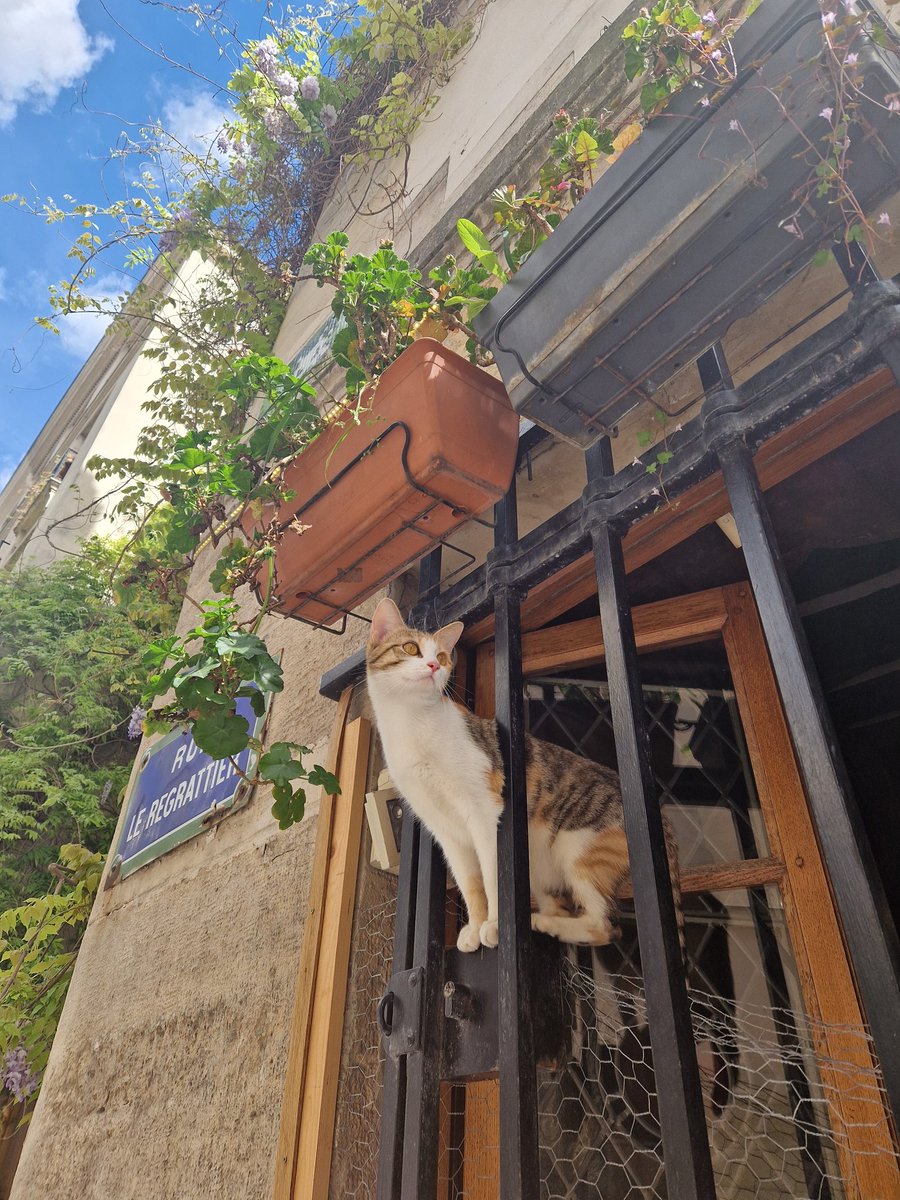 abeilleclippia's tweet photo. サンルイ島にて。小さなレストランの窓。
#猫 #三毛猫 #chat #cat #ネコ部 #purrfect #ilesaintlouis https://t.co/2vGOyuAd0P