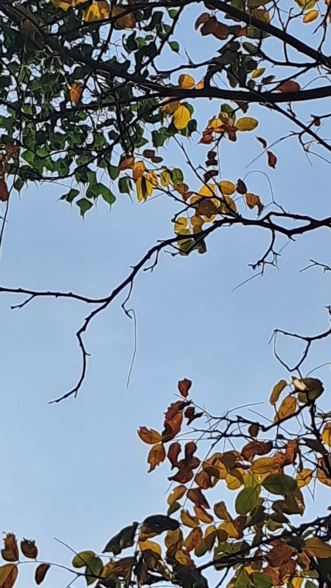 Usha Wildflower 🌱📚 🍀 tweet media