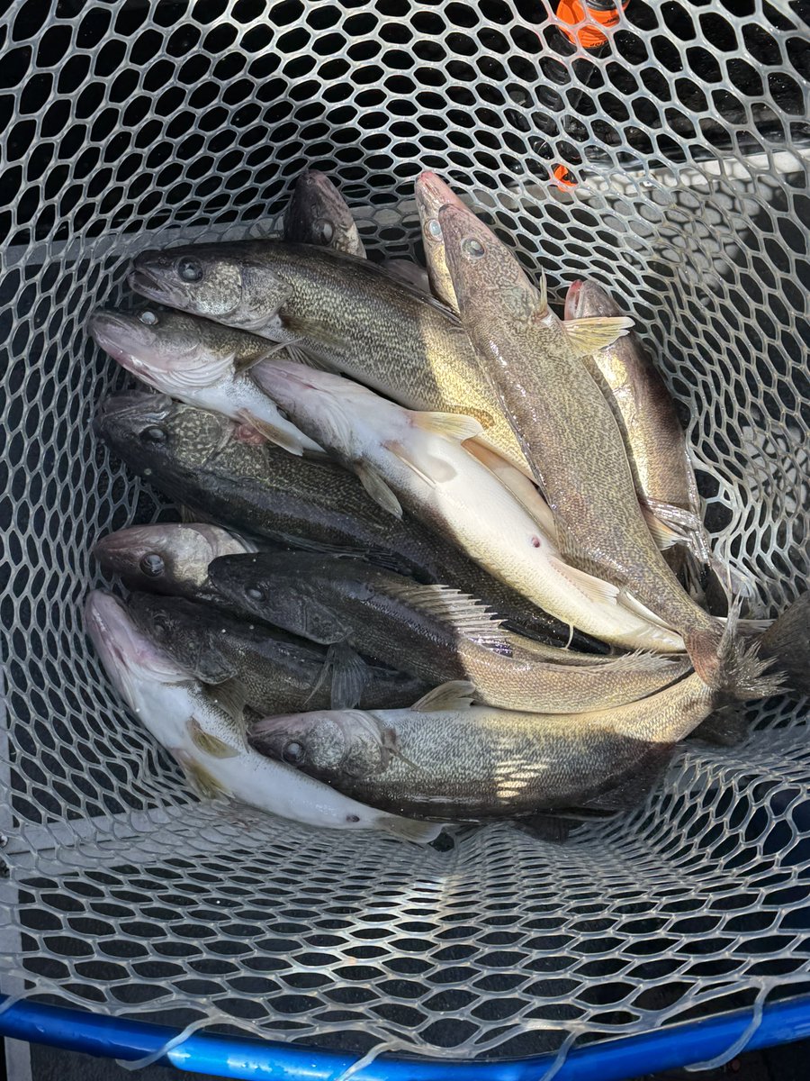 Roger Hinchcliff | Steelhead Manifesto tweet media