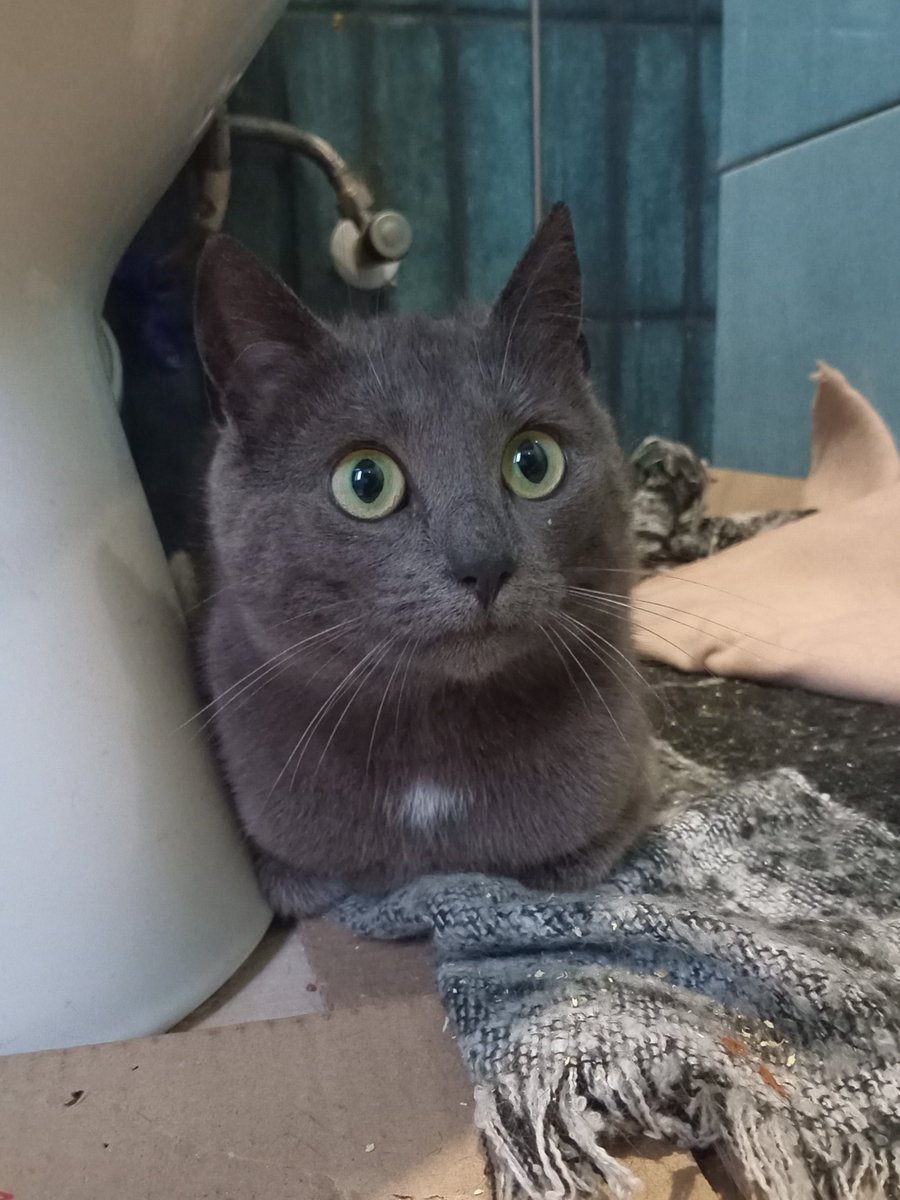 пані весняний носик tweet media