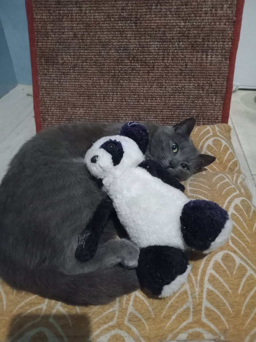 пані весняний носик tweet media