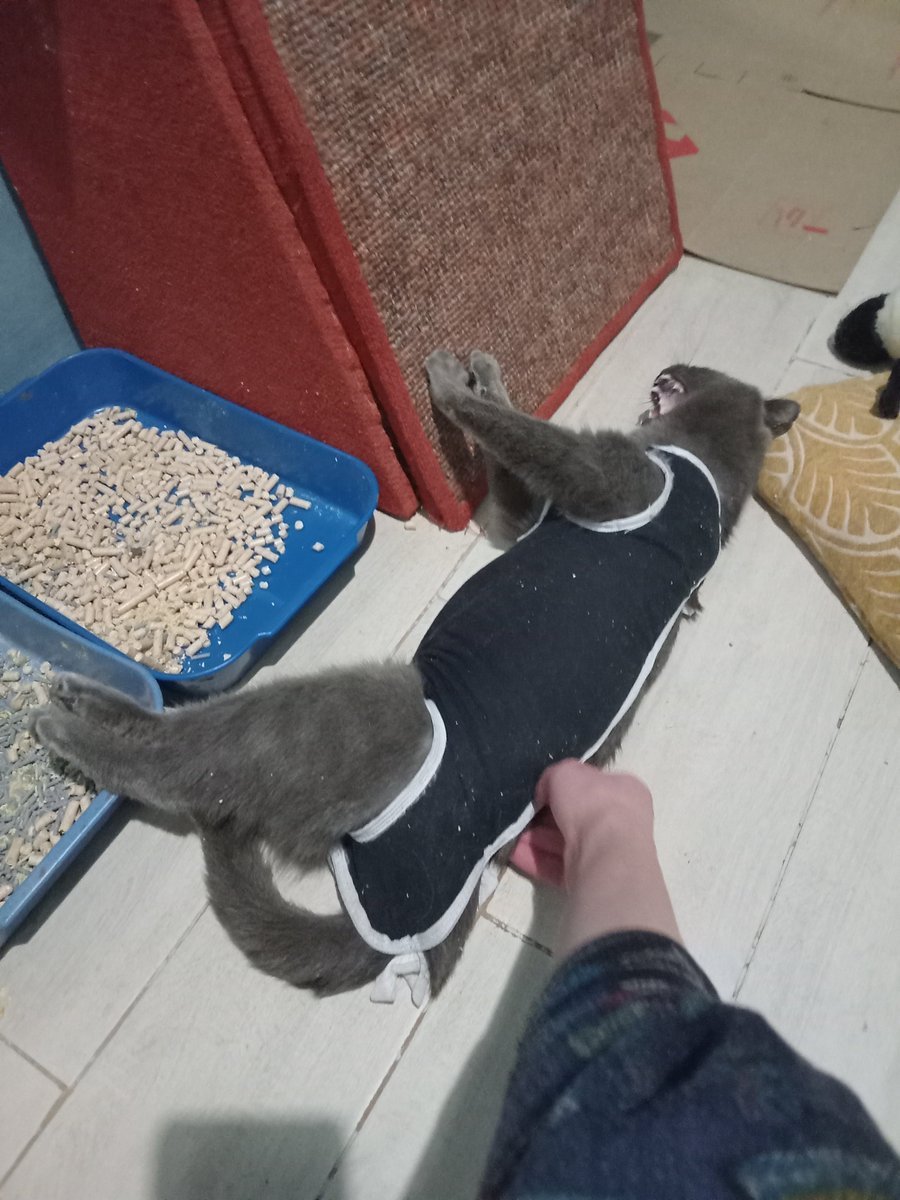 пані весняний носик tweet media