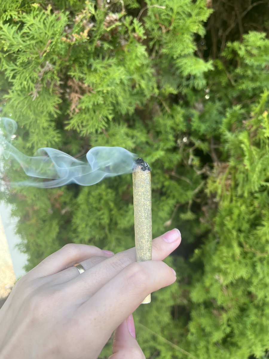 Dra Maconha; The Life of a Stoner Girl tweet media