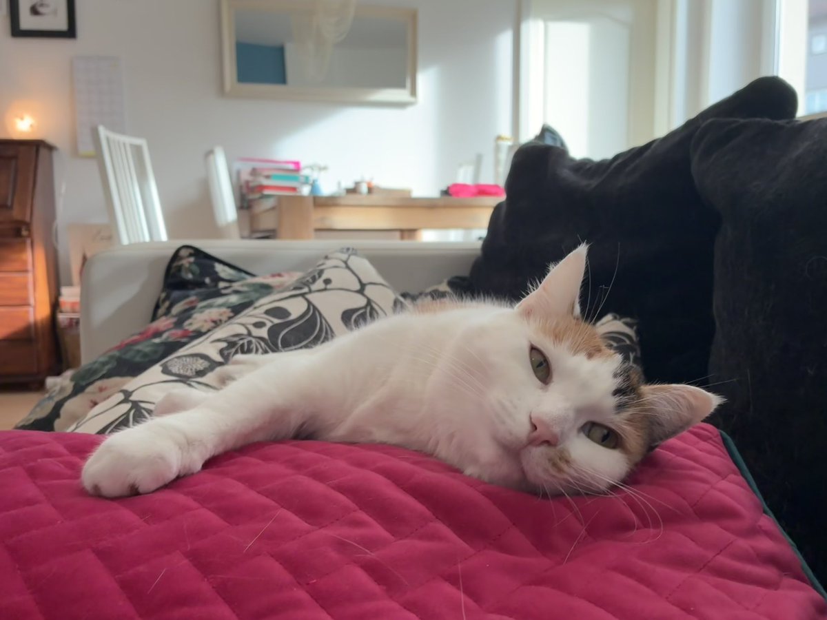 Diego 🌈 & Alice 🐈‍⬛🐈 tweet media