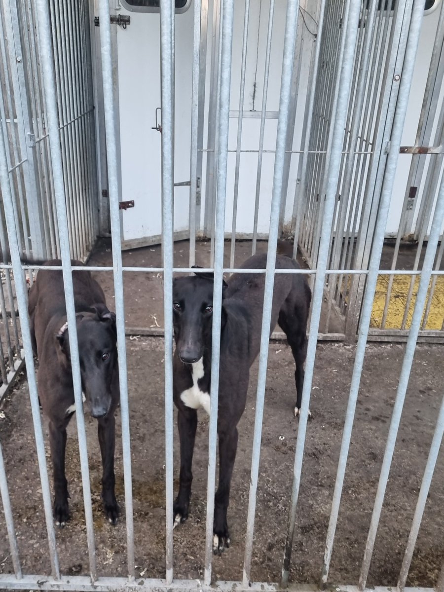 mo_racing's tweet image. Cazzers Lass &amp;amp; Feora Ben #Sunday #evening let out. @GreyhoundBoard @monm