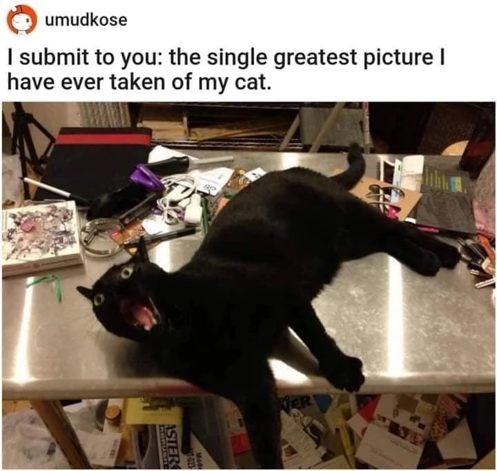 Cool Cat Society tweet media