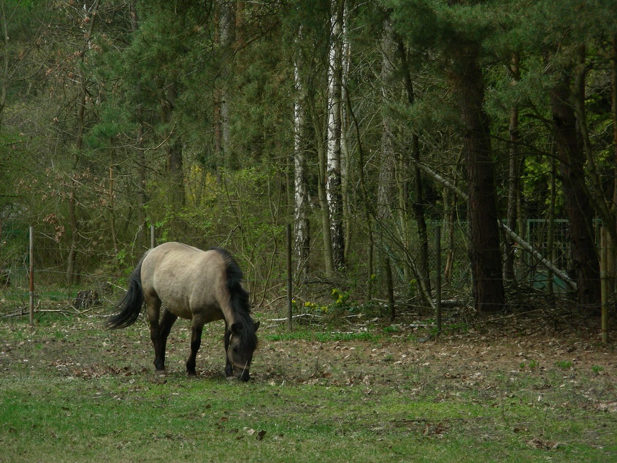 horses
