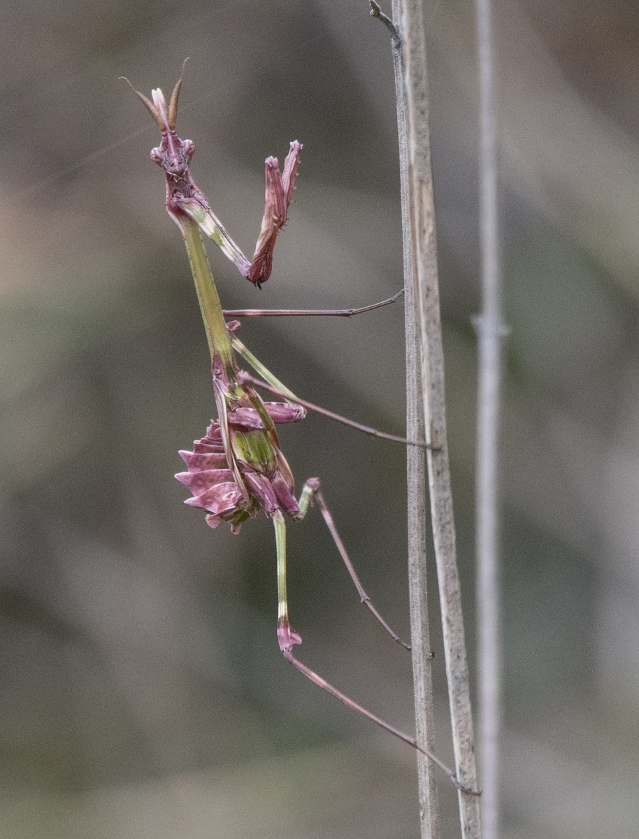 Peter Joyce tweet media