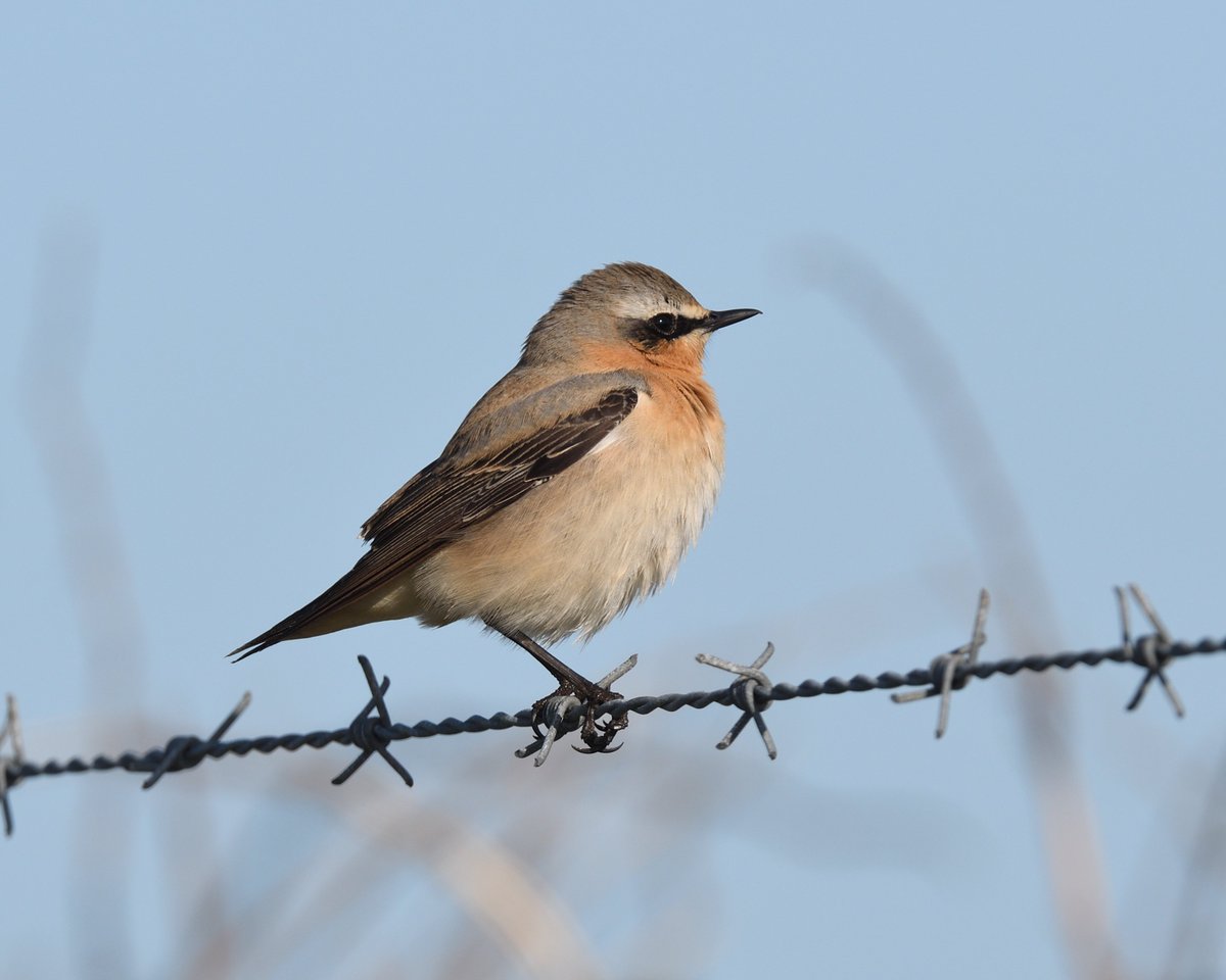 StephMurphy66's tweet image. Had a wander around Soar/East Soar. Loads of Wheatear, Whitethroat and Yellowhammer plus a nice Redstart on the cliffs #Devon