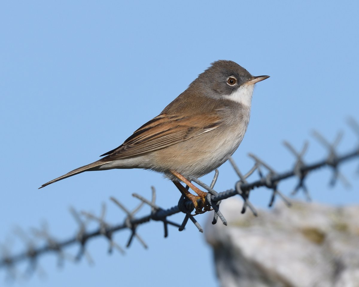 StephMurphy66's tweet image. Had a wander around Soar/East Soar. Loads of Wheatear, Whitethroat and Yellowhammer plus a nice Redstart on the cliffs #Devon