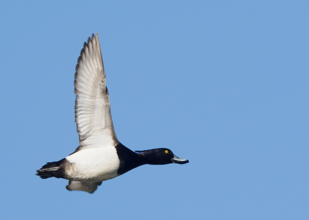 Seasalter birder tweet media