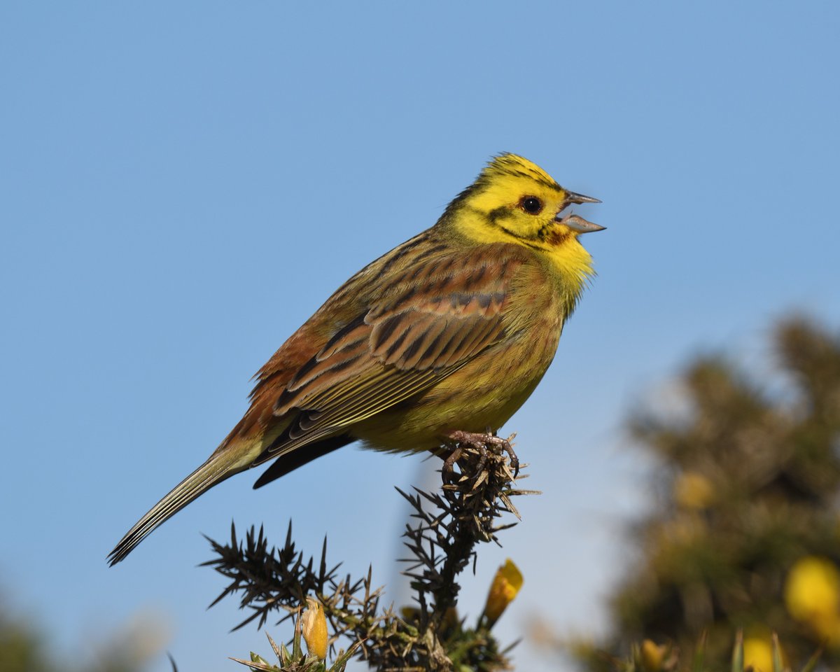 StephMurphy66's tweet image. Had a wander around Soar/East Soar. Loads of Wheatear, Whitethroat and Yellowhammer plus a nice Redstart on the cliffs #Devon