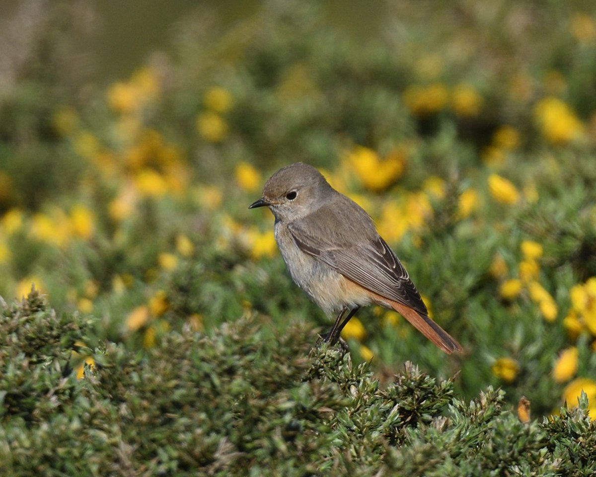 StephMurphy66's tweet image. Had a wander around Soar/East Soar. Loads of Wheatear, Whitethroat and Yellowhammer plus a nice Redstart on the cliffs #Devon