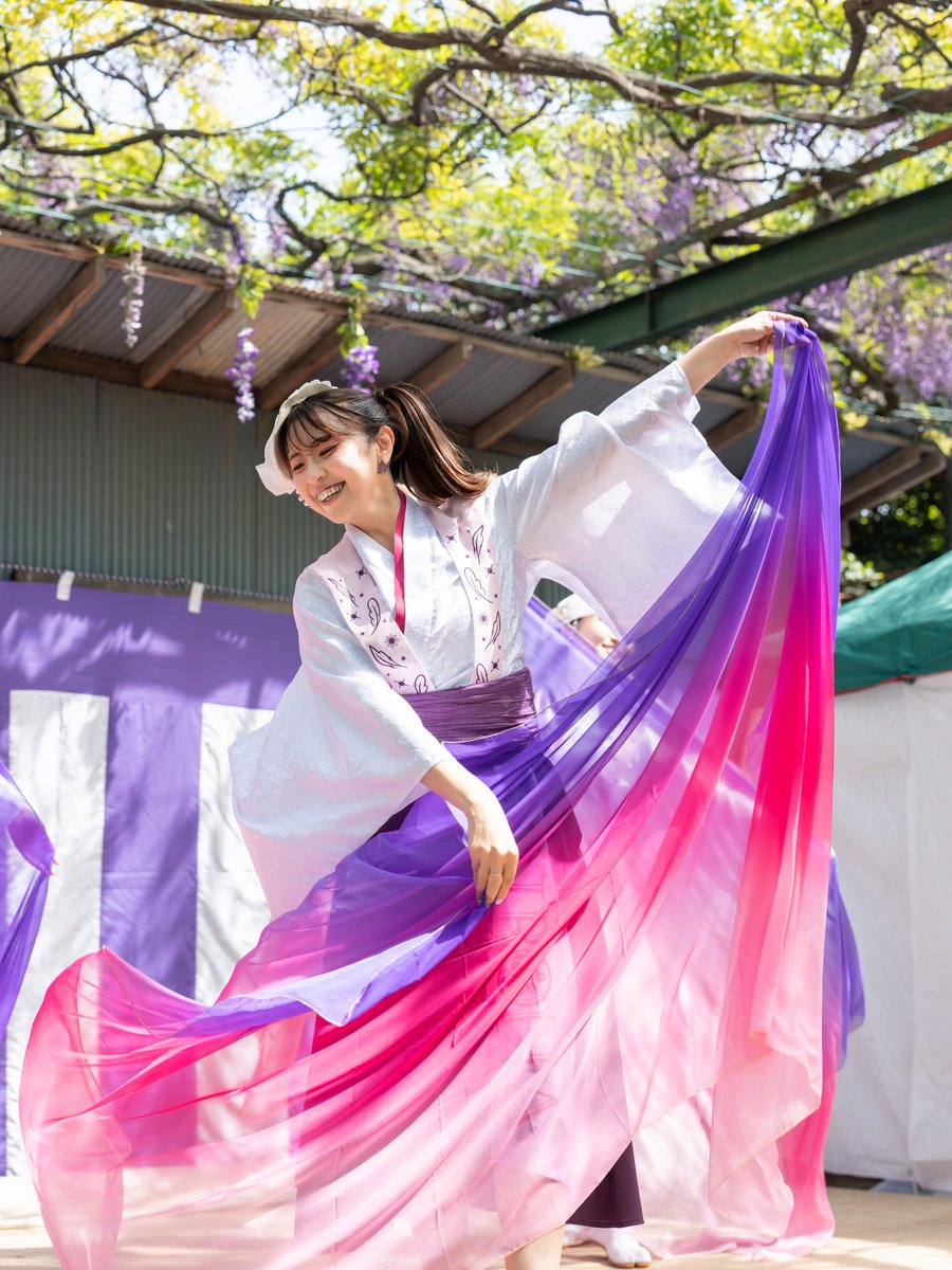 cerberusrei's tweet photo. 2026/04/18

album: https://t.co/oDcEu8u4Os

#彩羽 -iroha-
#国領神社千年乃藤まつり
#よさこい https://t.co/34CWRDVcRb