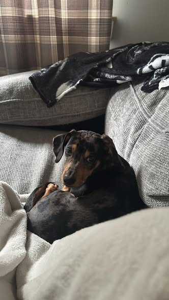 millypod1's tweet image. 🆘18 APR 2026 #Lost Benni #ScanMe 
 YOUNG Dachshund Male LEAD ATTACHED 😢
#Kelty #Fife #KY4 #Scotland 
Last seen near the small bridge at the end of the first trail path on the right as you come off the walk bridge from Dullomuir Drive. doglost.co.uk/dog/202896