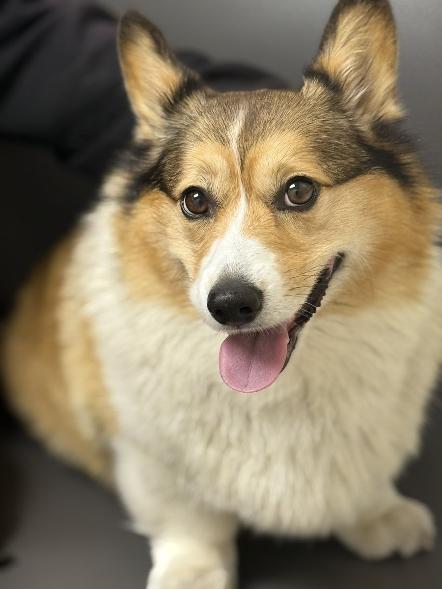 WinstonCorgiDog's tweet image. Happy Sunday Corgi Dog Winston-Family!☀️🐶✌🏻 Hope You’re All Well and Having a Wonderful, Joy-Filled Weekend Furiends!💕 Peace and Blessings💌❤️ #happy #cute #photos #sunday #corgi #dog #family #corgicrew #corgilife