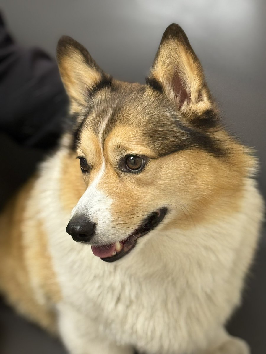 WinstonCorgiDog's tweet image. Happy Sunday Corgi Dog Winston-Family!☀️🐶✌🏻 Hope You’re All Well and Having a Wonderful, Joy-Filled Weekend Furiends!💕 Peace and Blessings💌❤️ #happy #cute #photos #sunday #corgi #dog #family #corgicrew #corgilife