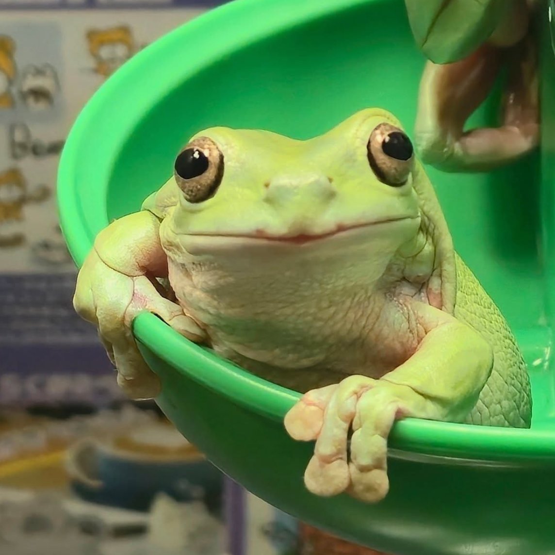Frog of the Day 🐸 tweet media