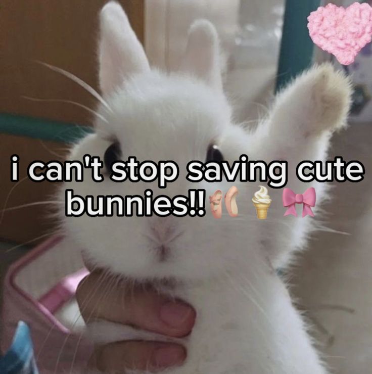 WHY YOU SHOULD HAVE A BUNNIES tweet media