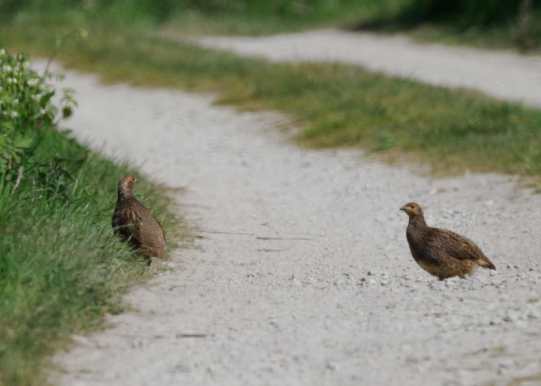 Seasalter birder tweet media
